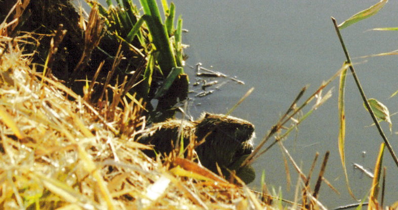 Nutria, viva questa volta